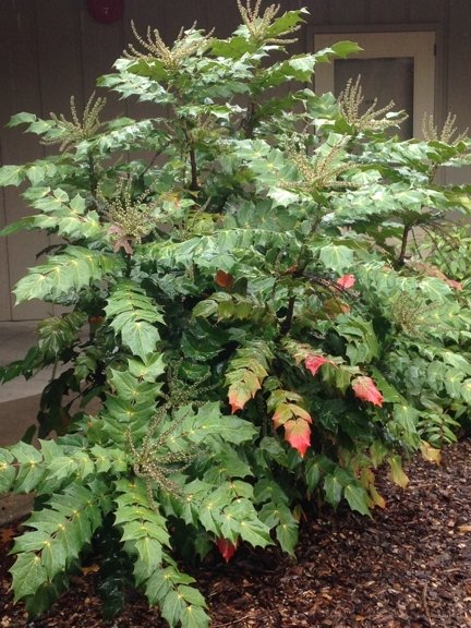 Mahonia shrub