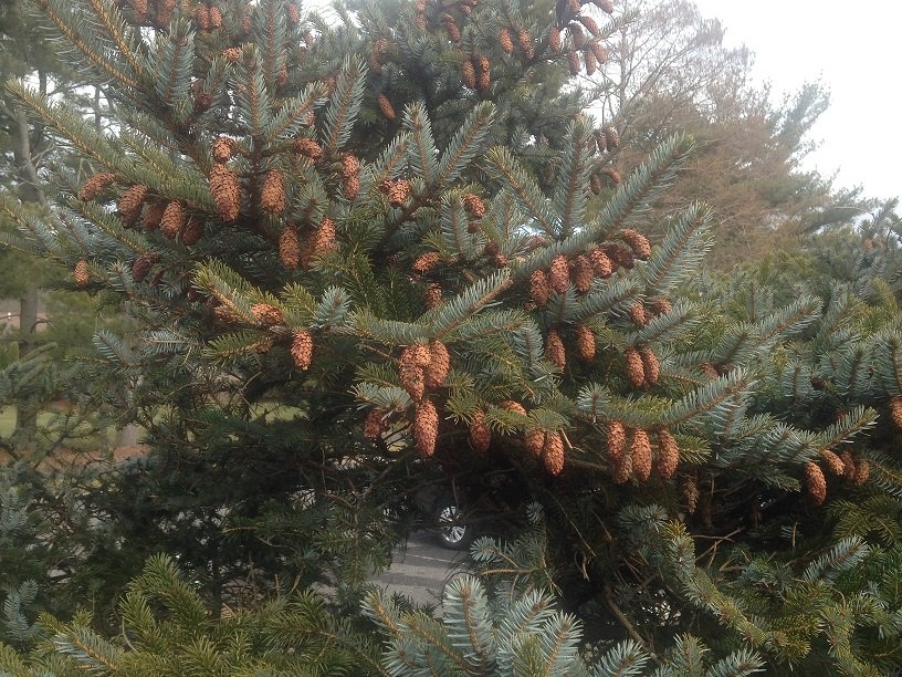 pinecones