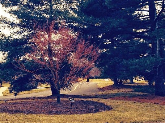 April 2 to 8, 2017 – Japanese Cutleaf Maple