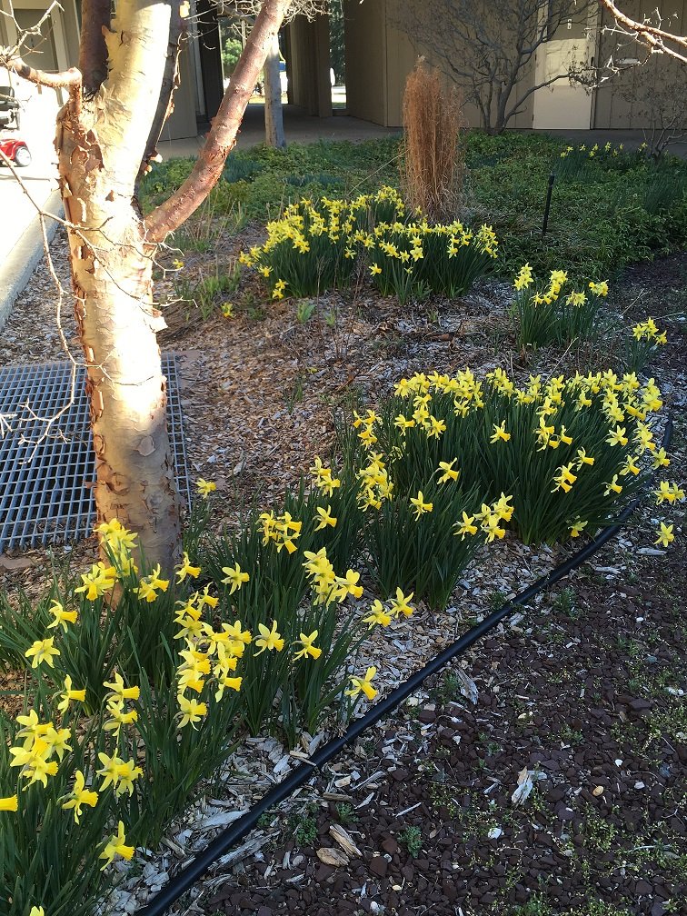 March 12 to 18, 2017 – Daffodils