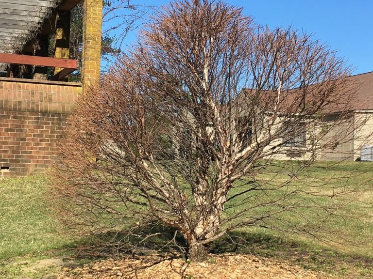 Dwarf River Birch