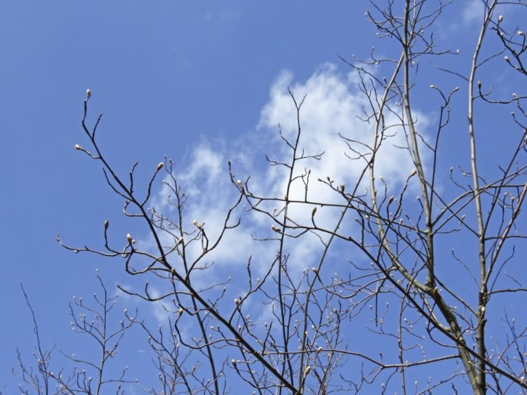 Serviceberry