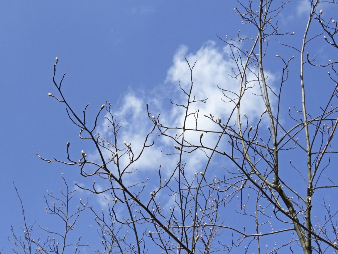 Serviceberry