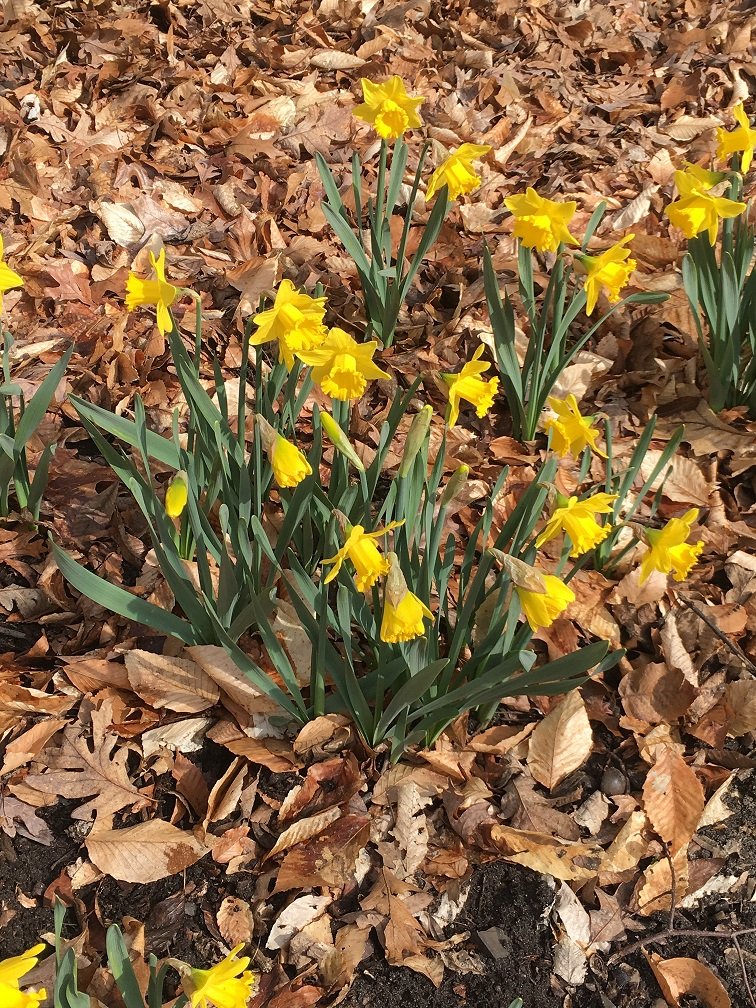 April 8, 2018 – Daffodils