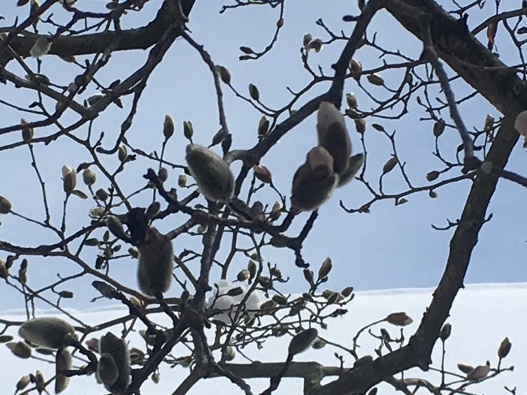 Kobus magnolia
