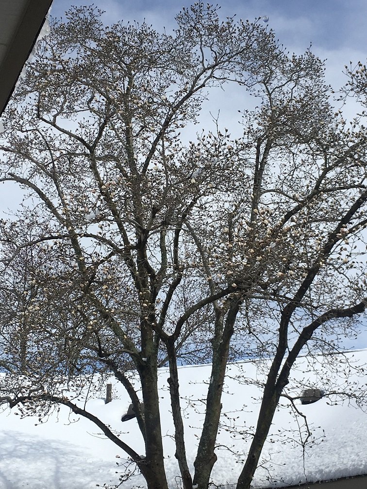 Kobus magnolia
