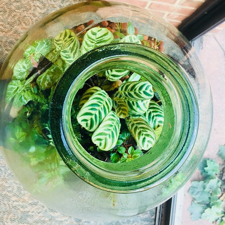 April 1, 2018 – Terrarium