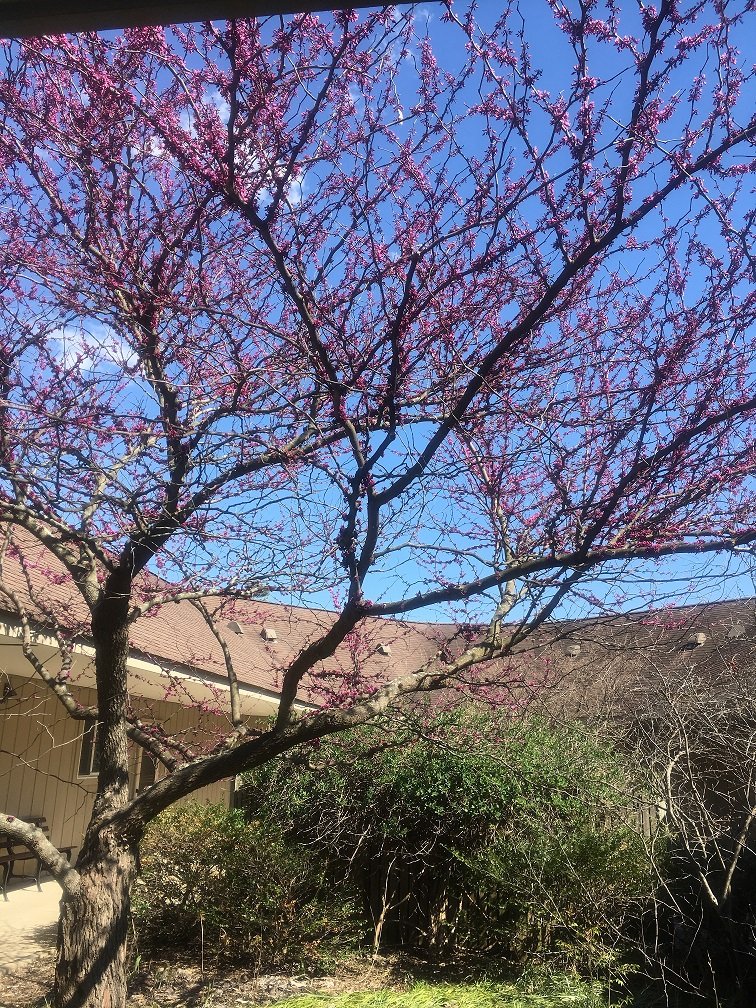 April 29, 2018 – Redbud Trees
