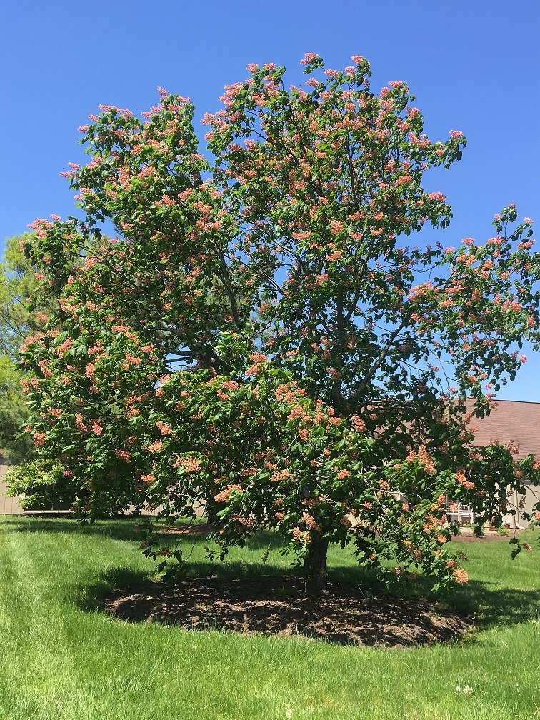May 13, 2018 – Horsechestnut Trees