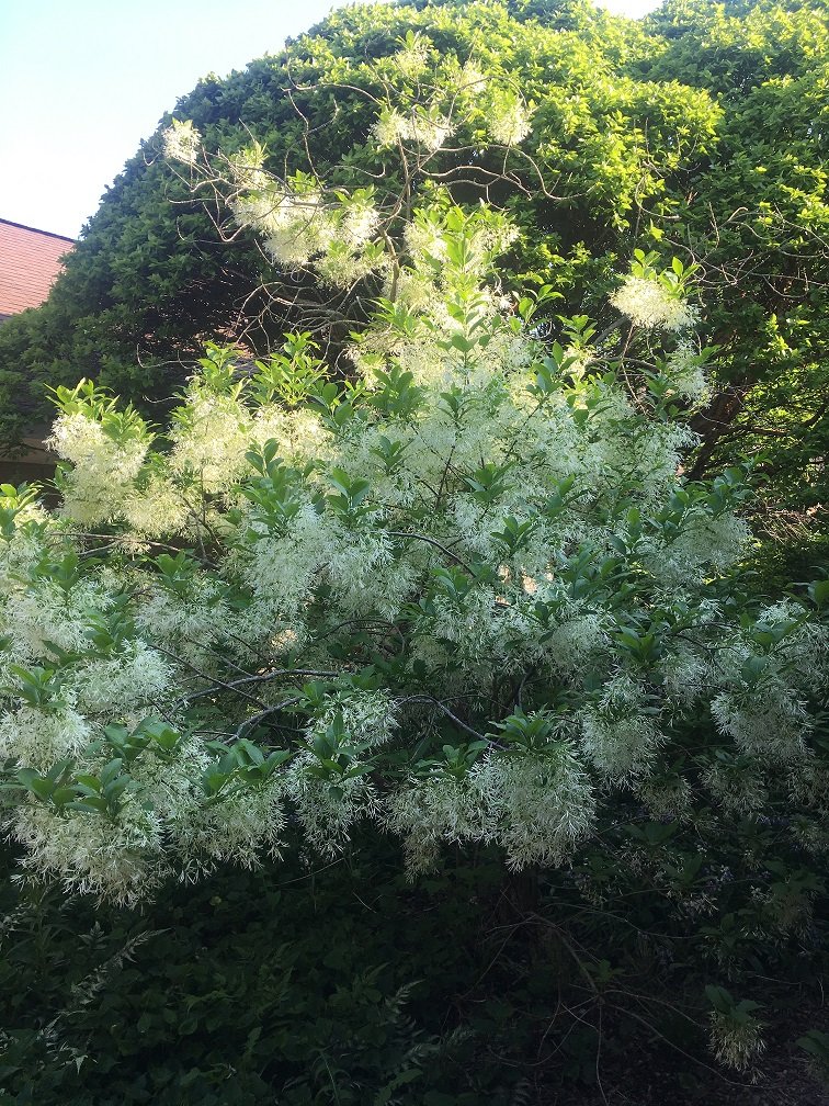 May 20, 2018 – Chionanthus virginicus