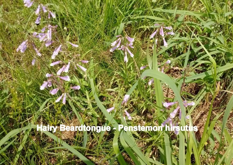 Hairy Beardtongue - Penstemon hirsutus