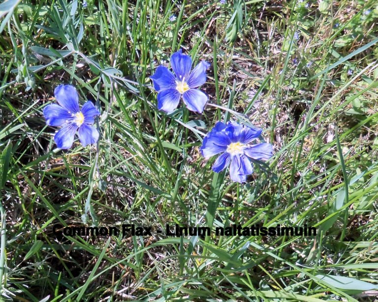 Common Flax - Linum usitatassimum