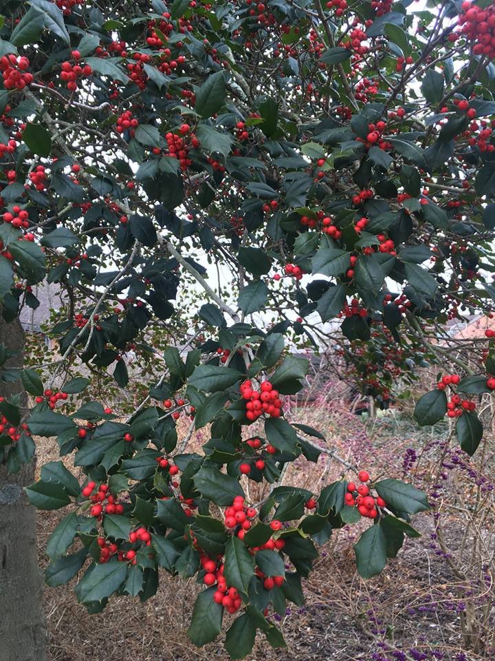 Beauty of Berries