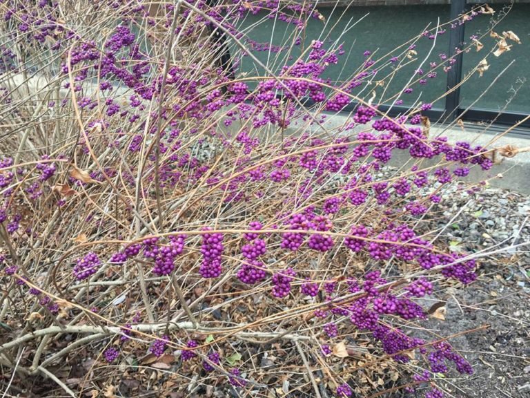 Beauty of Berries