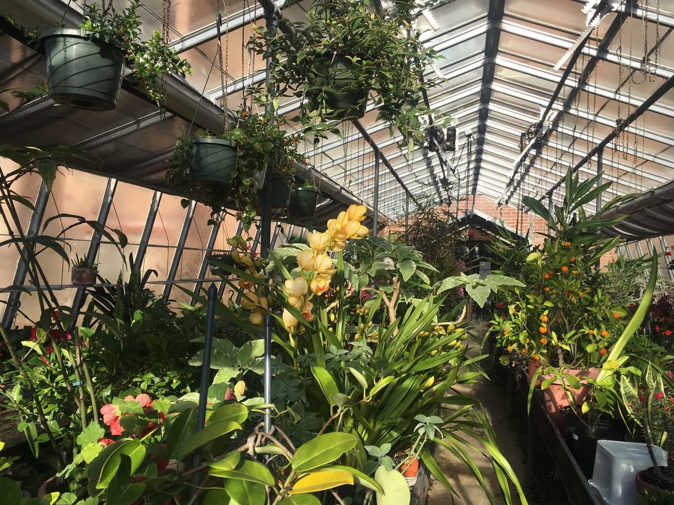 Haddon Greenhouse