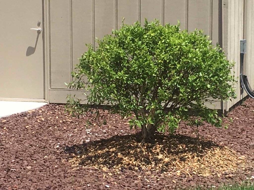New tree