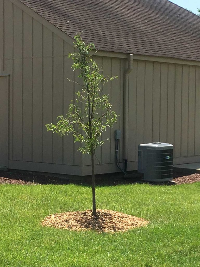 New Tree