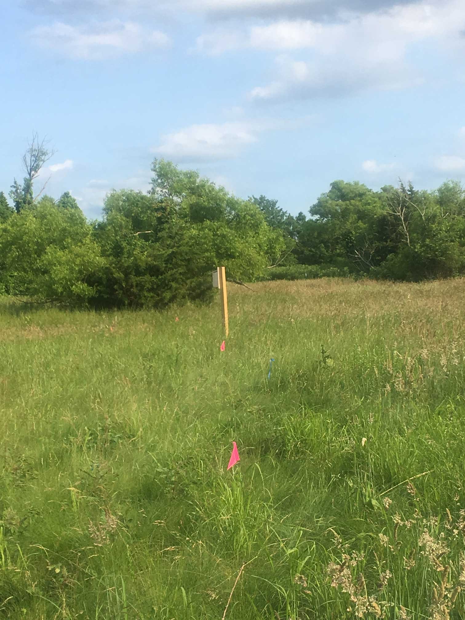 Medford campus meadow