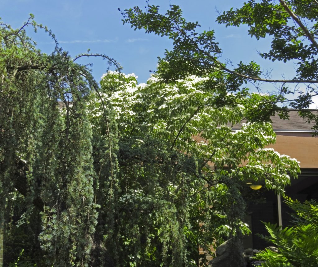 Kousa Dogwood