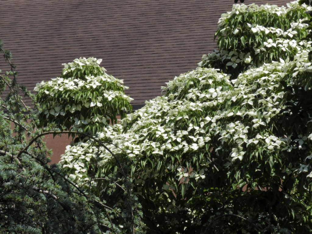 Kousa Dogwood