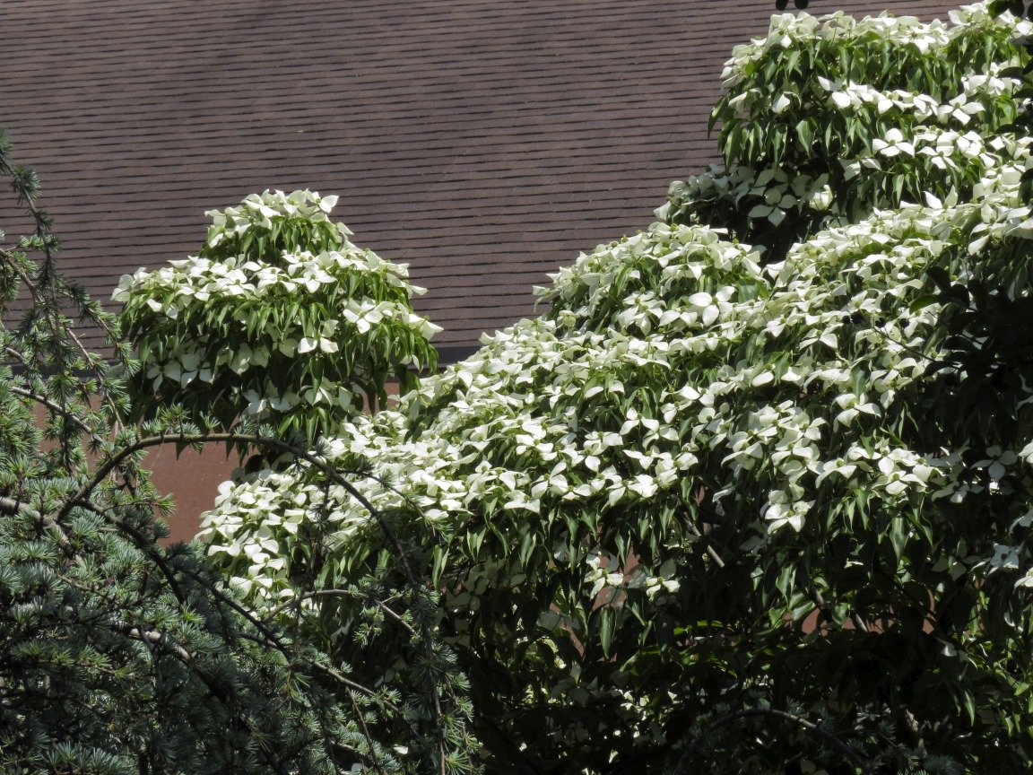 Kousa Dogwood