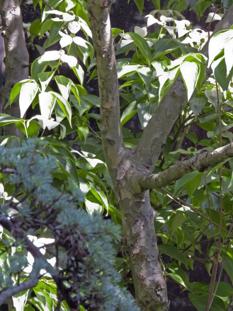 Kousa Dogwood