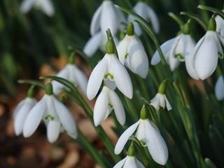 February 11, 2018 – Snowdrop Flower Bulbs