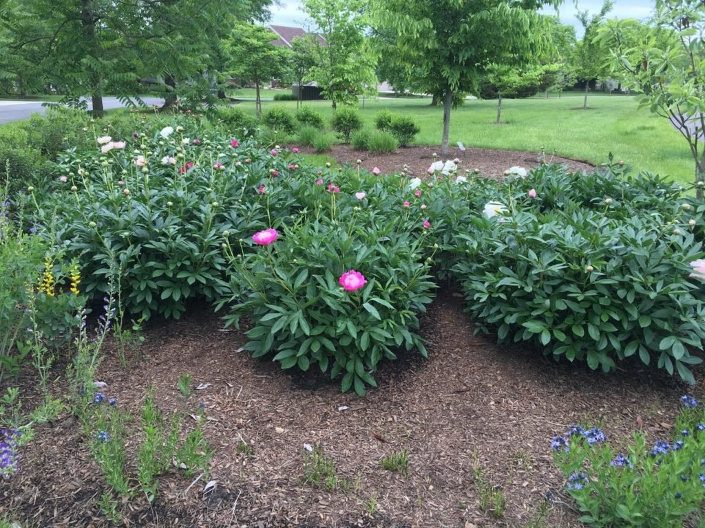 Katzell Garden