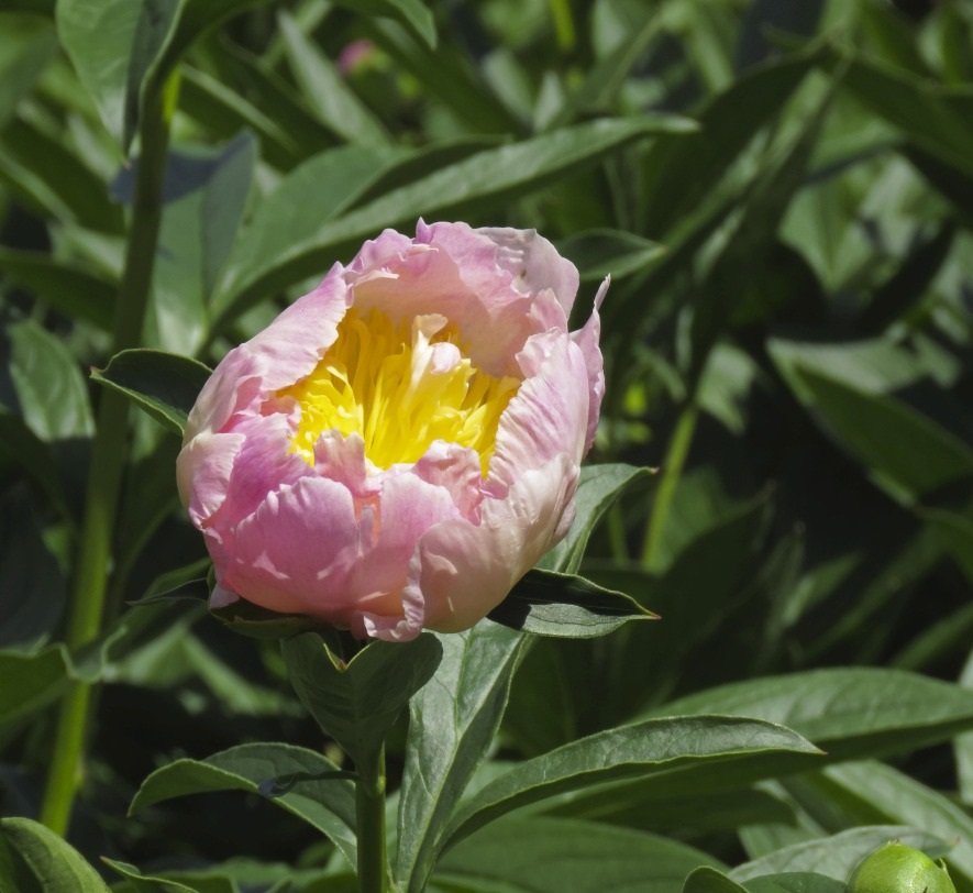 May 27, 2018 – Peony Flower
