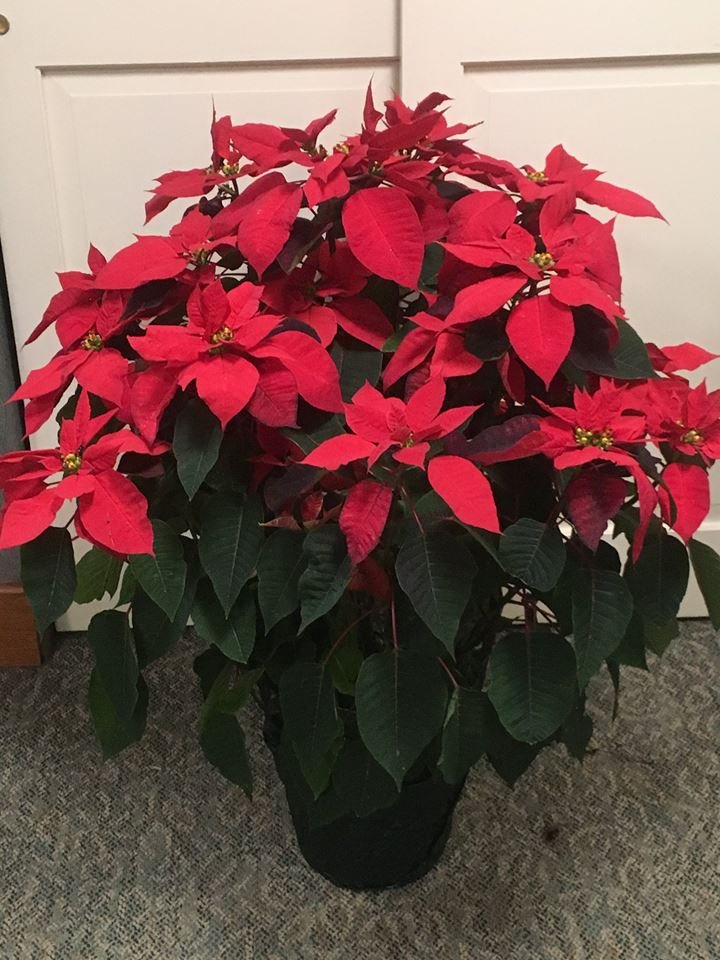 December 24 to December 30 – Poinsettia