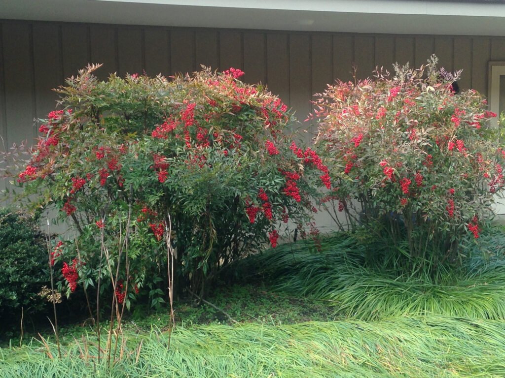 Heavenly Bamboo