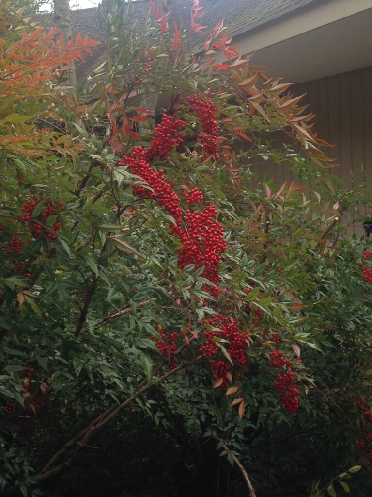 Heavenly Bamboo