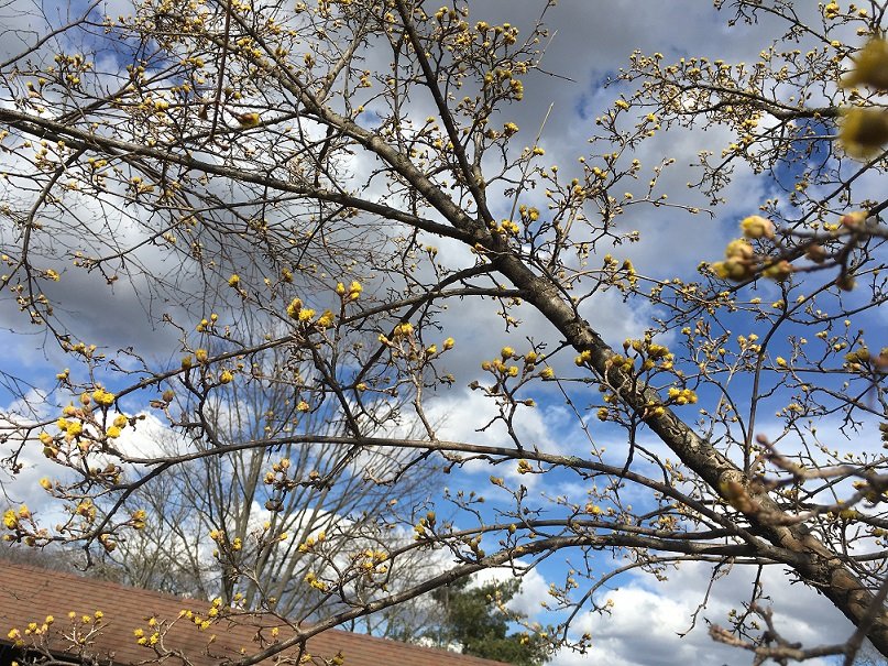 March 5 to 11, 2017 – Cornus officinalis