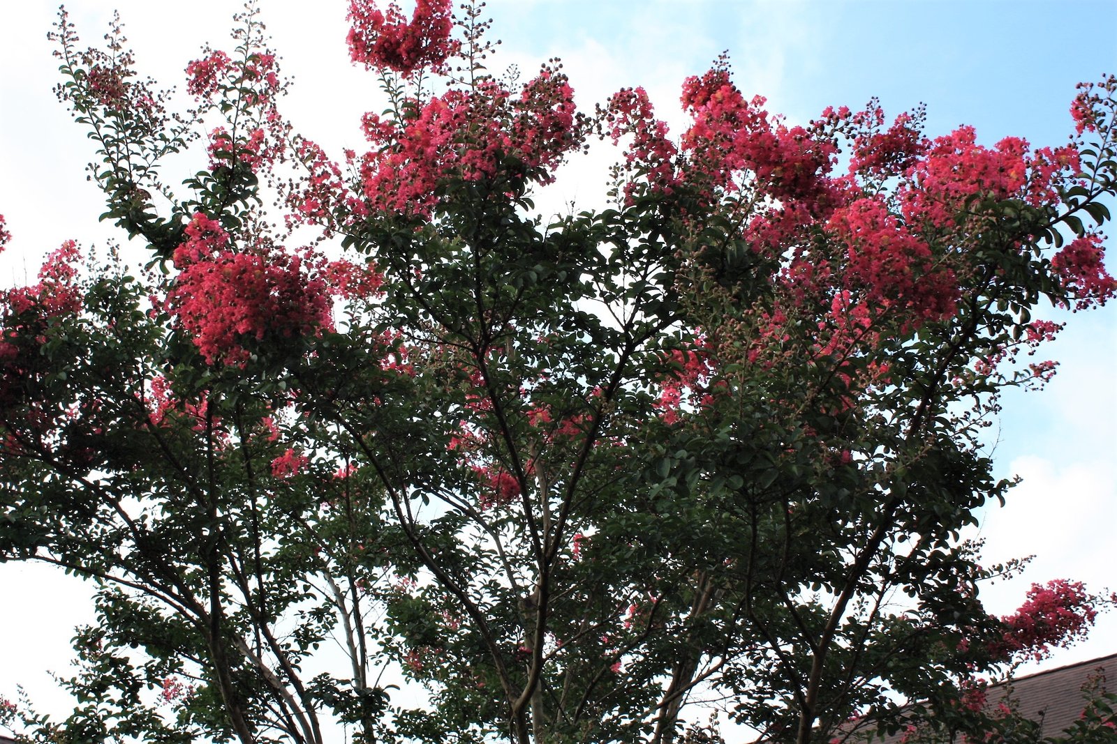 July 27, 2018 – Crape Myrtle