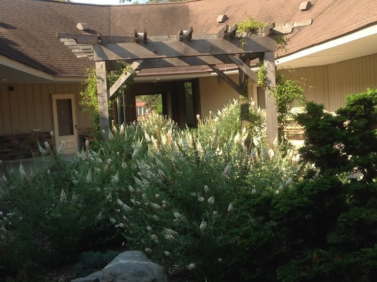 Courtyard garden