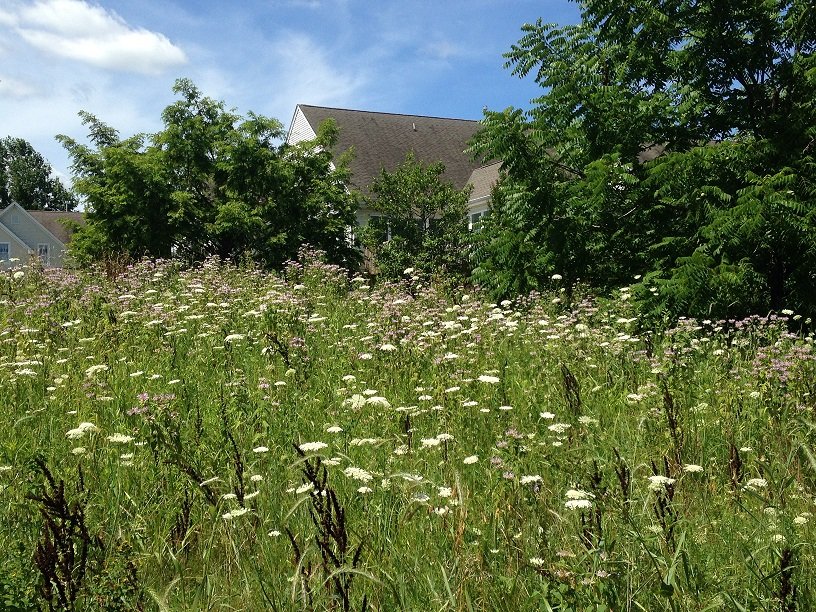 Meadow flowers