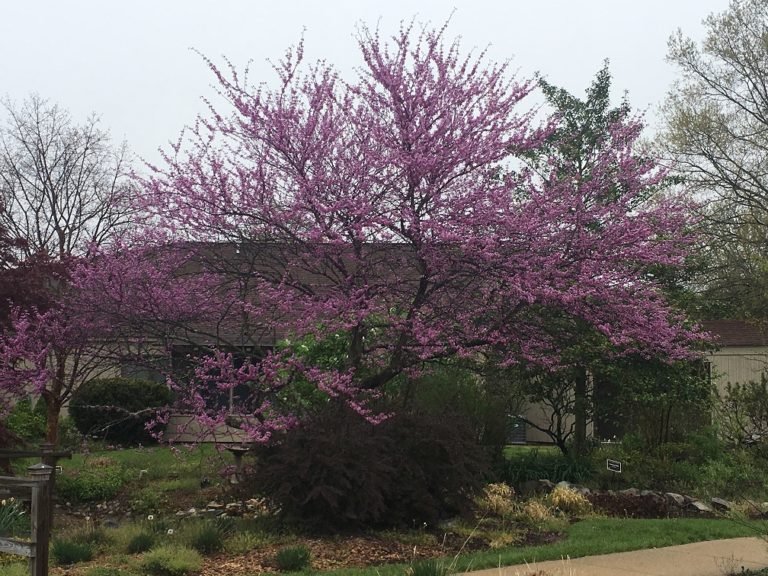 Redbud