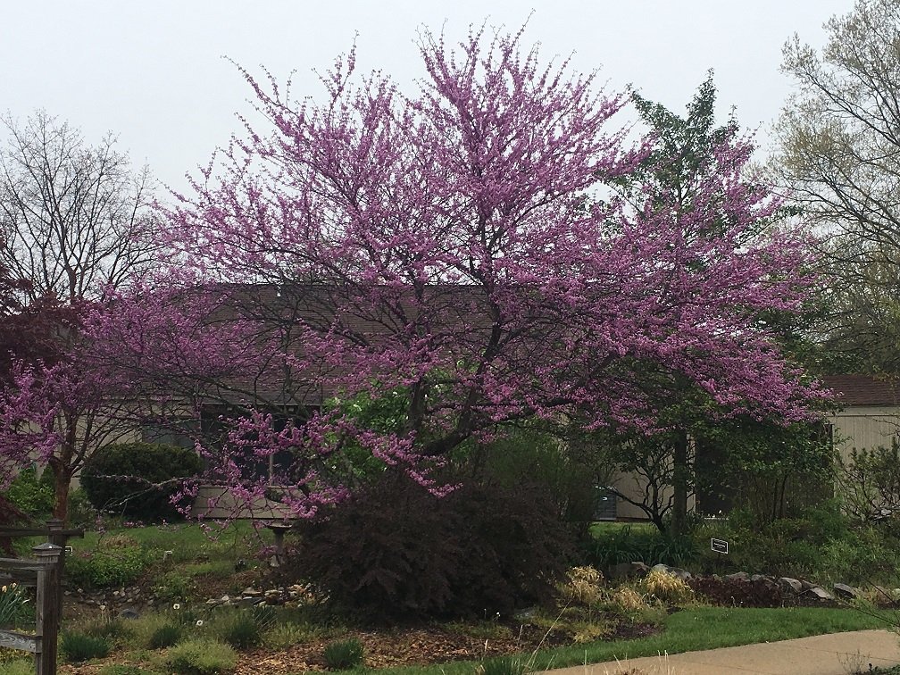 April 30 to May 6, 2017 – Eastern Redbud