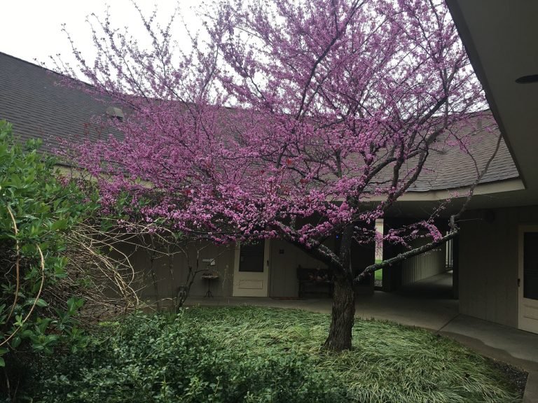 Redbud