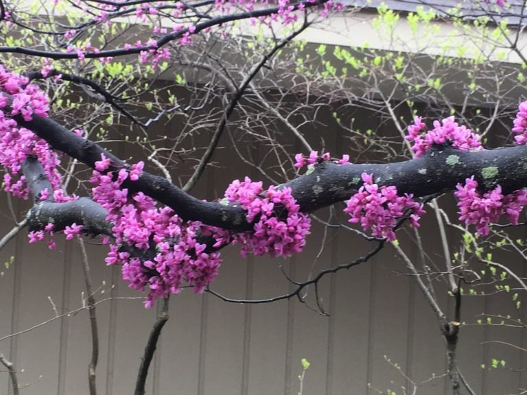 Redbud