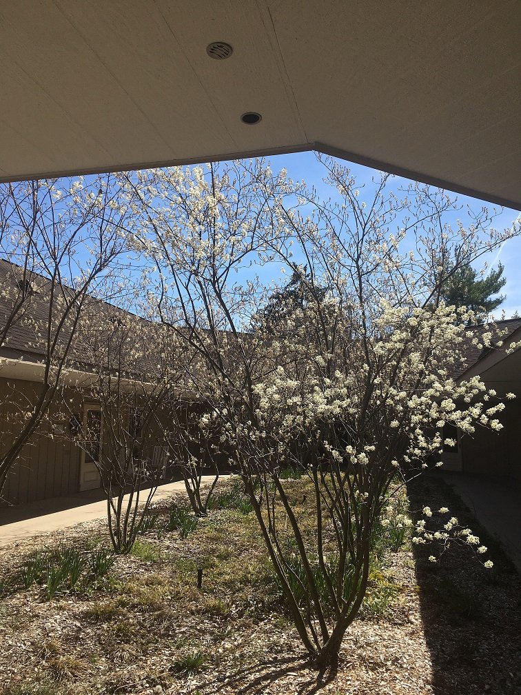 Serviceberry