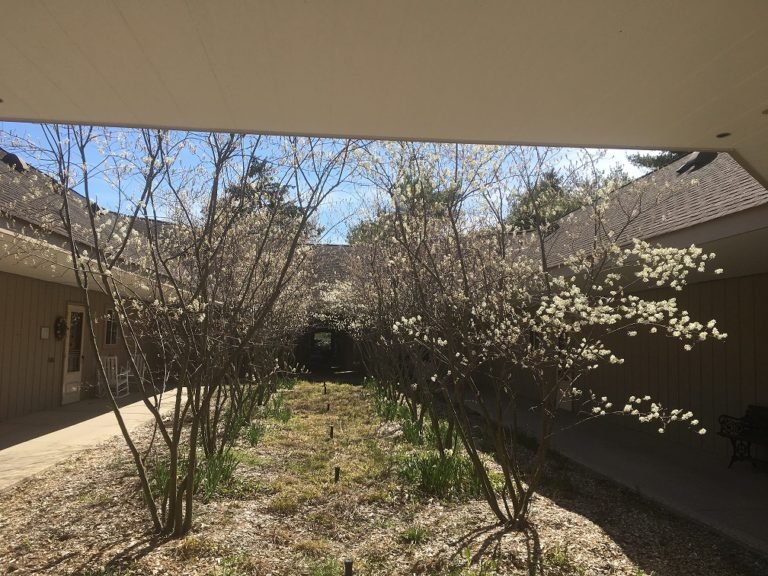 Serviceberry