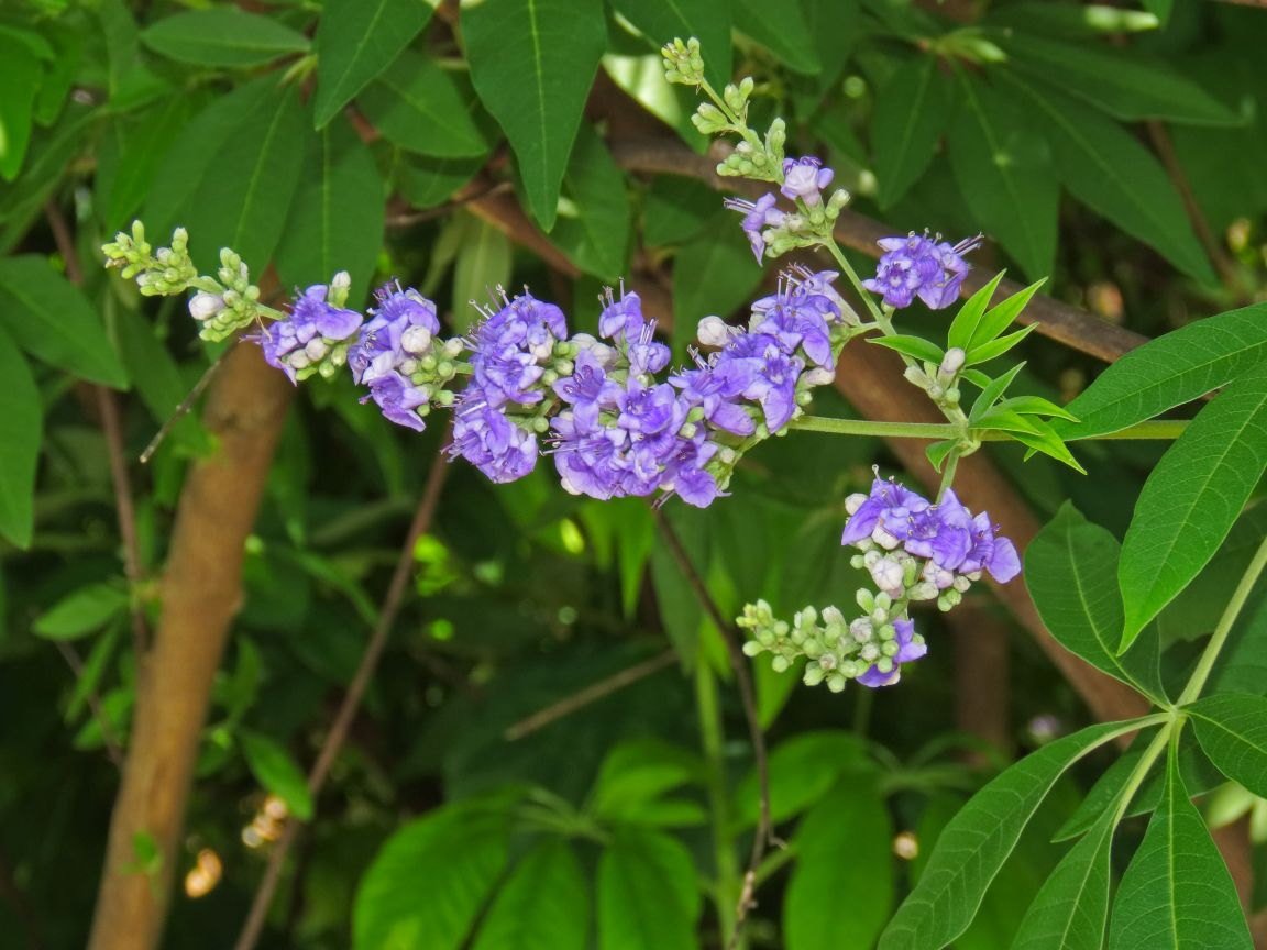 July 13, 2018 – Vitex
