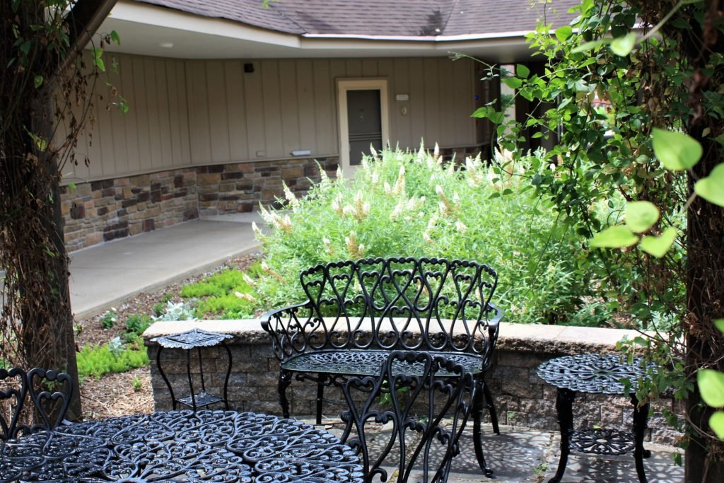 Courtyard 10 garden - buddleia