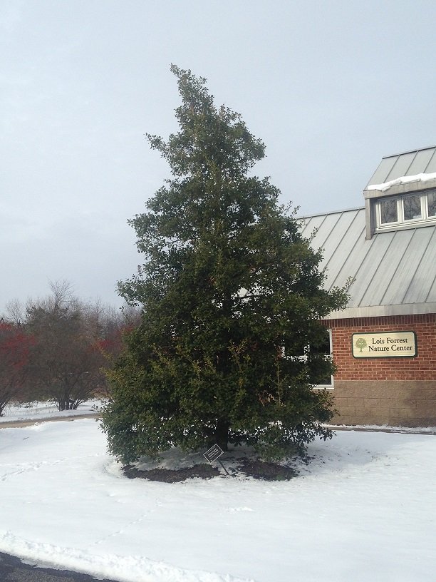 Winter holly tree