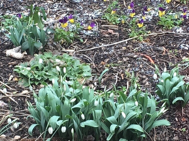 February 12 to 18, 2017 – Galanthus