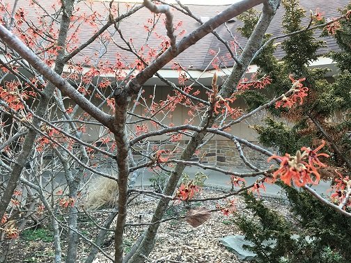 February 19 to 25, 2017 – Witch Hazel
