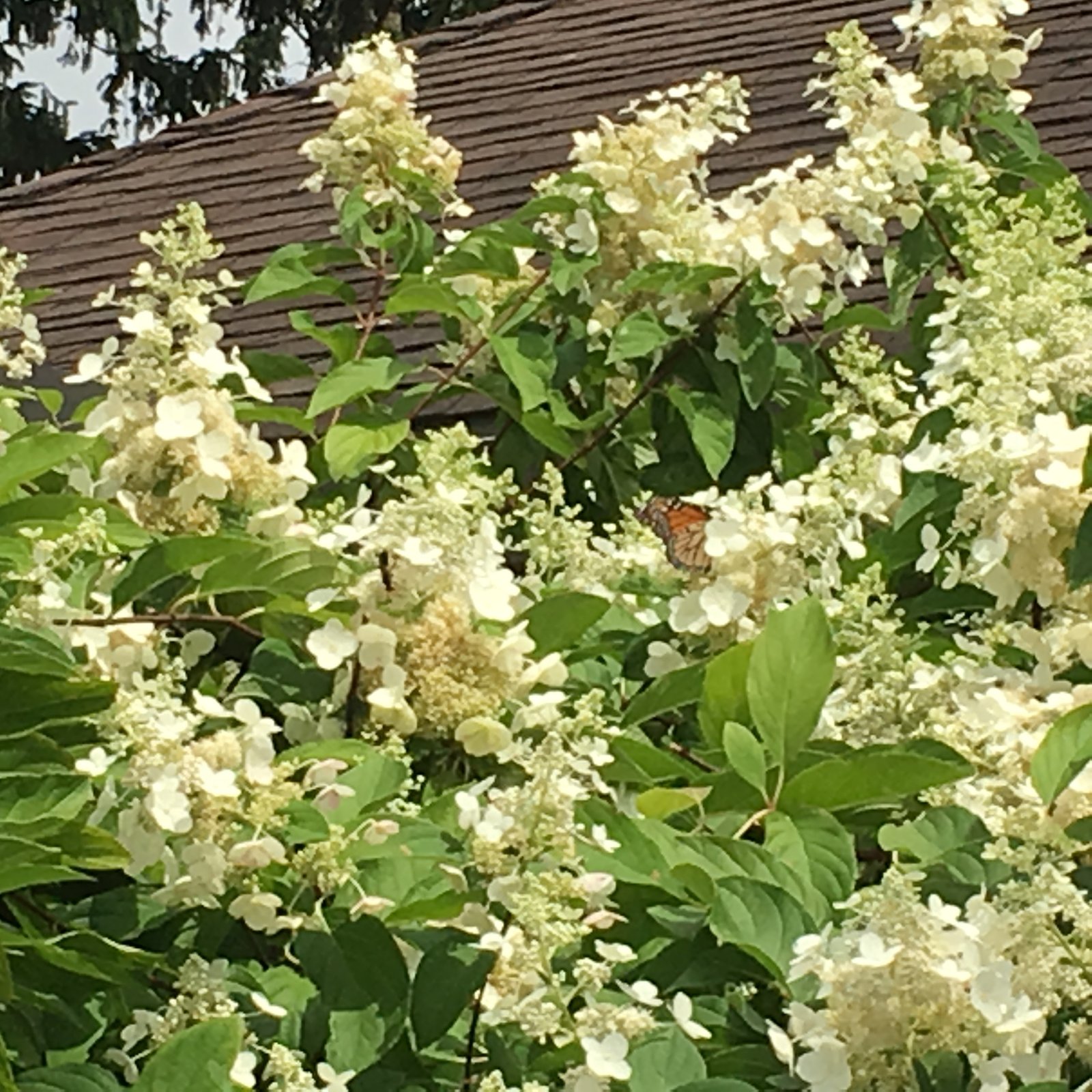 August 17, 2018 – Panicle Hydrangea