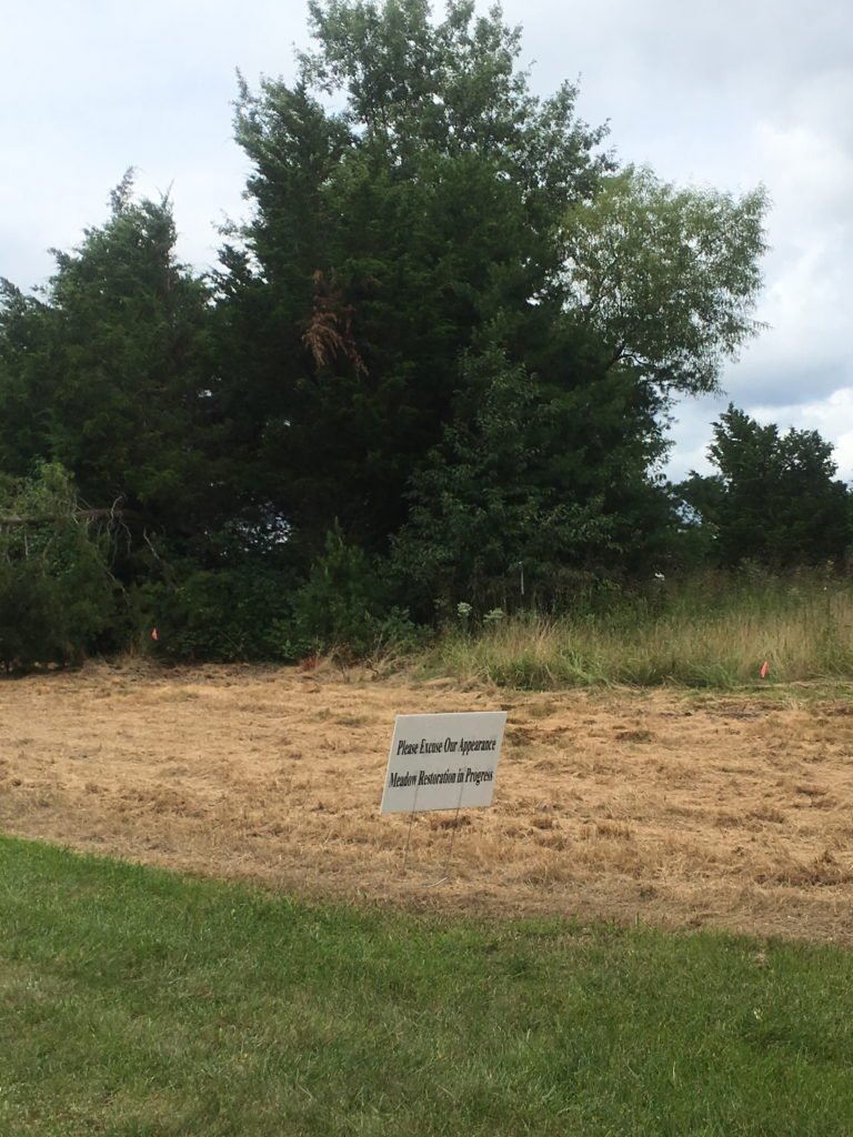 Medford meadow restoration
