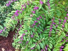August 30, 2018 – Beautyberry